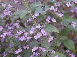 Stenkyndel 'nepeta'